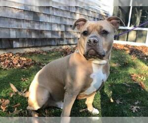 American Pit Bull Terrier Dogs for adoption in Hampton Bays, NY, USA