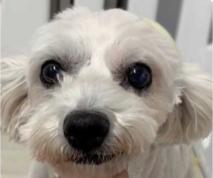 Bichon Frise Dogs for adoption in San Ramon, CA, USA