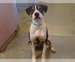 American Pit Bull Terrier-Basset Hound Mix Dogs for adoption in Sacramento, CA, USA