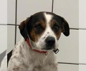 Beagle Dogs for adoption in Zanesville, OH, USA