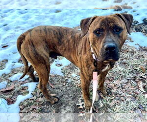 Presa Canario-Unknown Mix Dogs for adoption in Sykesville, MD, USA