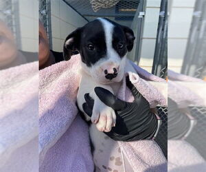 American Pit Bull Terrier-Unknown Mix Dogs for adoption in Corpus Christi, TX, USA