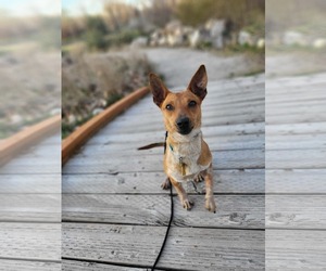 Chihuahua Dogs for adoption in Sandy, UT, USA