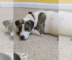 American Pit Bull Terrier-Unknown Mix Dogs for adoption in York, SC, USA
