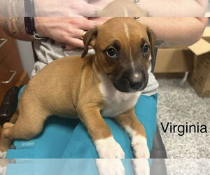 Mutt Dogs for adoption in Jackson Township, NJ, USA