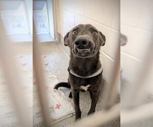 German Shepherd Dog-Unknown Mix Dogs for adoption in Houston, TX, USA