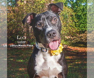 Mutt Dogs for adoption in Mount Pleasant, SC, USA