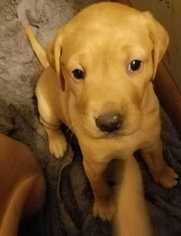 Golden Retriever Dogs for adoption in Conway, AR, USA