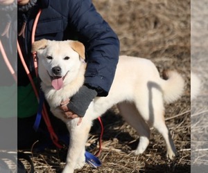 Golden Retriever-Shiba Inu Mix Dogs for adoption in Agoura Hills, CA, USA