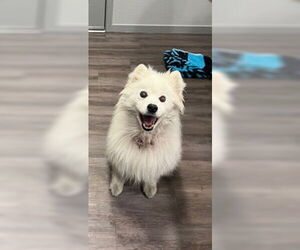 American Eskimo Dog Dogs for adoption in Pikesville, MD, USA