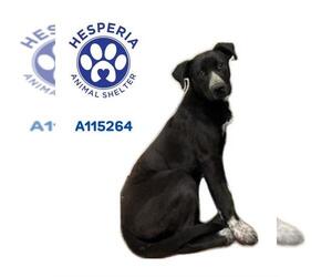 Staffordshire Bull Terrier-Unknown Mix Dogs for adoption in HESPERIA, CA, USA