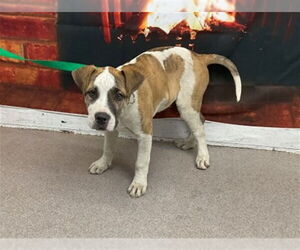 Medium Photo #1 Mutt Puppy For Sale in San Bernardino, CA, USA