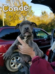 Medium Photo #1 American Pit Bull Terrier-Unknown Mix Puppy For Sale in Fairhope, AL, USA