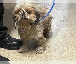 Shih Tzu-Unknown Mix Dogs for adoption in Grand Prairie, TX, USA
