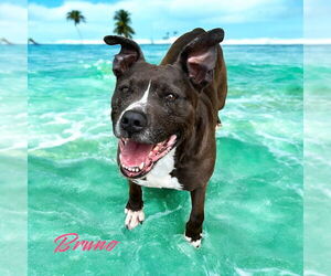 American Pit Bull Terrier Dogs for adoption in Sykesville, MD, USA