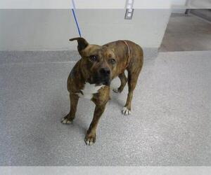 Medium Photo #1 Staffordshire Bull Terrier Puppy For Sale in Pasadena, TX, USA