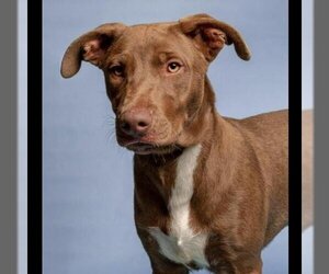 Mutt Dogs for adoption in Hemet, CA, USA