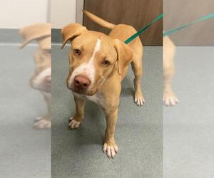 American Pit Bull Terrier-Labrador Retriever Mix Dogs for adoption in Baytown, TX, USA