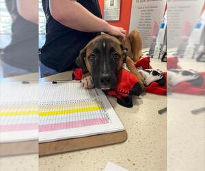 Black Mouth Cur-Unknown Mix Dogs for adoption in Louisville, KY, USA