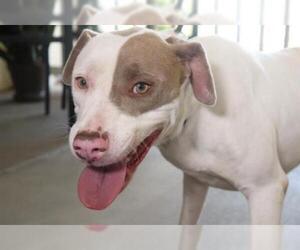 American Pit Bull Terrier Dogs for adoption in Ocala, FL, USA