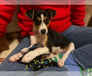 Jack Russell Terrier-Unknown Mix Dogs for adoption in Princeton, MN, USA