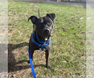 American Pit Bull Terrier-Staffordshire Bull Terrier Mix Dogs for adoption in Boston, MA, USA