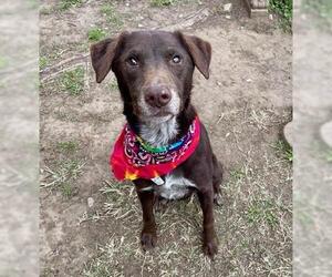 Shepradors Dogs for adoption in Tulsa, OK, USA