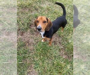 Beagle Dogs for adoption in Pacolet, SC, USA
