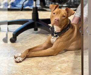 Mutt Dogs for adoption in Hilton Head, SC, USA