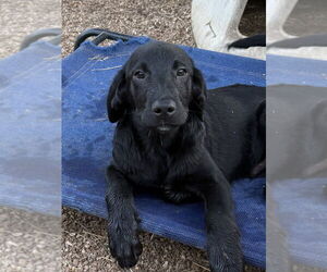 Labrenees Dogs for adoption in Bolivar, MO, USA