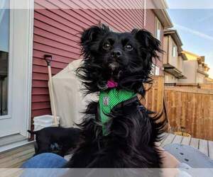 Papillon-Unknown Mix Dogs for adoption in Leduc, Alberta, Canada
