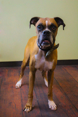 Boxer Dogs for adoption in Rockwall, TX, USA
