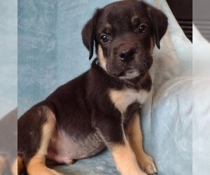 Mastiff Dogs for adoption in Aurora, CO, USA