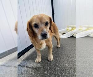 Doxle Dogs for adoption in Woodland, CA, USA