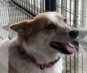 Mutt Dogs for adoption in Paso Robles, CA, USA
