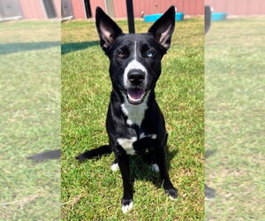 Border Collie-Collie Mix Dogs for adoption in Bryant, AR, USA