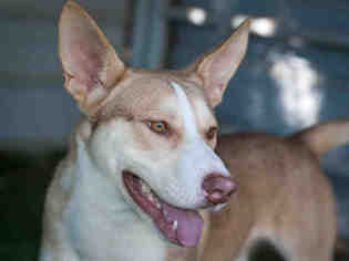 Alaskan Husky Dogs for adoption in Ojai, CA, USA