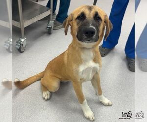 Labrador Retriever-Unknown Mix Dogs for adoption in Washington, DC, USA