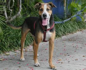 Mutt Dogs for adoption in Pompano Beach , FL, USA