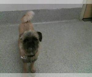 Brussels Griffon Dogs for adoption in Fort Collins, CO, USA