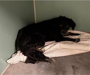 Chihuahua-Unknown Mix Dogs for adoption in Camarillo, CA, USA