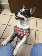 Rat Terrier-Unknown Mix Dogs for adoption in Midland, TX, USA