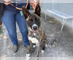 German Shepherd Dog-Unknown Mix Dogs for adoption in Santa Rosa, CA, USA