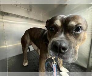American Staffordshire Terrier-Unknown Mix Dogs for adoption in Rancho Cucamonga, CA, USA