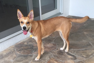 Basenji-Carolina Dog Mix Dogs for adoption in Davie, FL, USA
