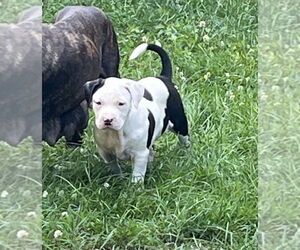 American Pit Bull Terrier-Unknown Mix Dogs for adoption in Mooresville, NC, USA
