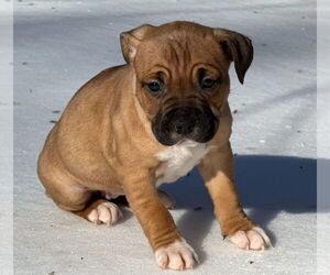 Mutt Dogs for adoption in Forest, VA, USA