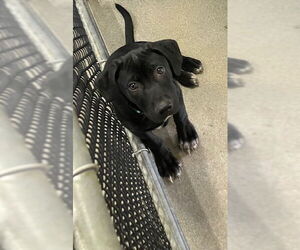 Labrador Retriever-Unknown Mix Dogs for adoption in Sterling, MA, USA