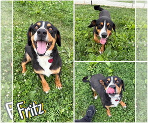 Mutt Dogs for adoption in Pierceton , IN, USA