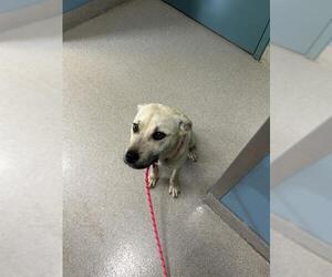 Black Mouth Cur-Unknown Mix Dogs for adoption in Newton, NC, USA